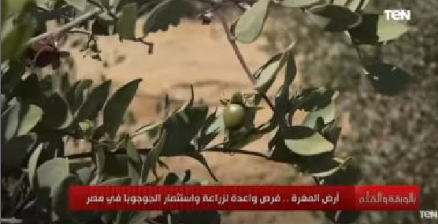 الجوجوبا