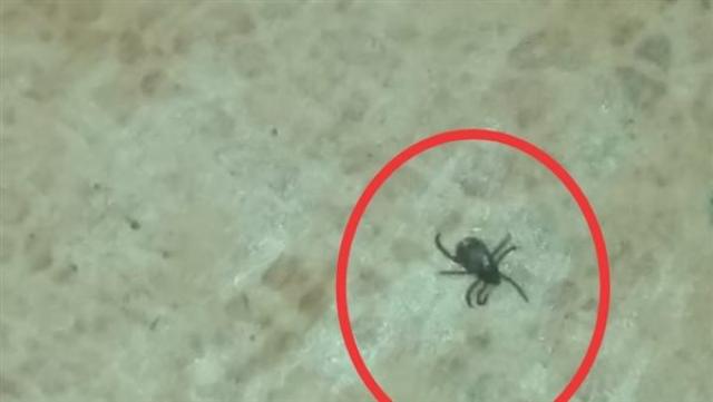 حشره غريبه 