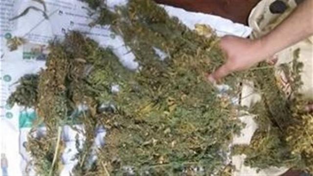 مخدر البانجو