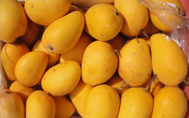المانجو المصرية