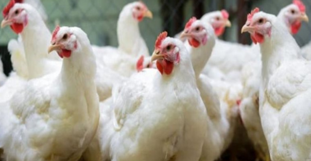 الدواجن