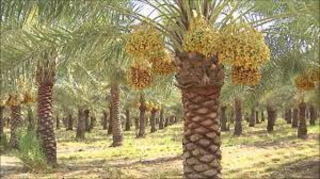 نخيل بواحة سيوة