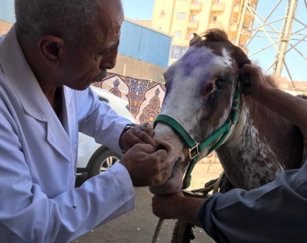 القوافل البيطرية