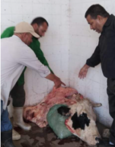 مديرية الطب البيطري