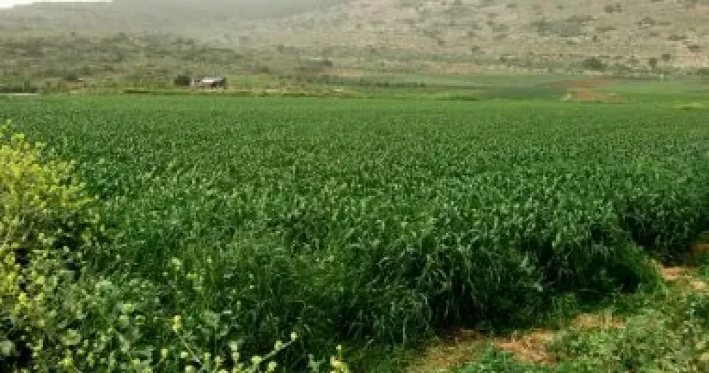 اراضى زراعية