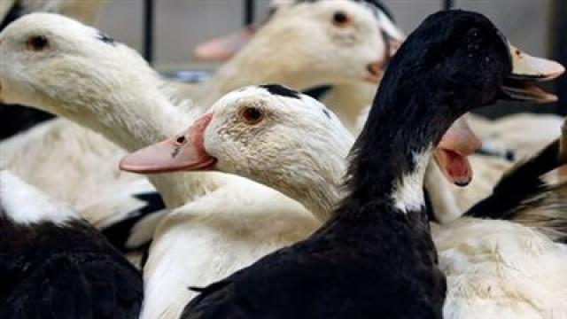 مرض إنفلونزا الطيور 