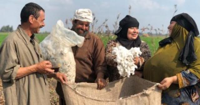زراعة القطن