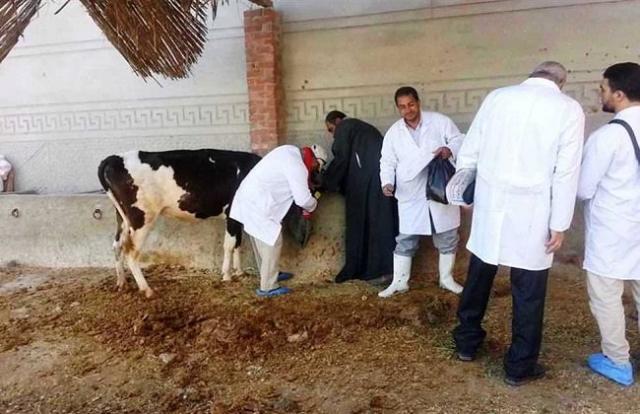 تحصين المواشي ضد الحمى القلاعية 