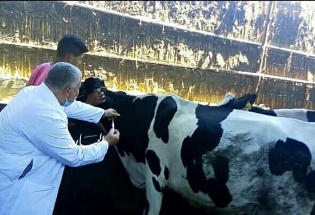 تحصين مواشي ضد الحمى القلاعية