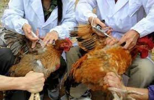 تحصين 190 ألف طائر بالشرقية ضد انفلونزا الطيور