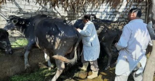 تحصين 287744 رأس ضمن حملة لبيطرى الغربية