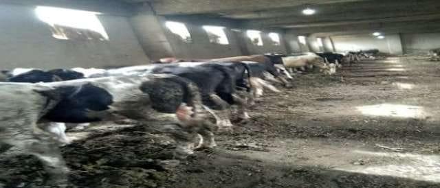 إحياء مشروع البتلو