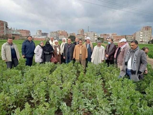 مدرسة حقلية إرشادية عن زراعة الفول البلدي بمحافظة الشرقية 