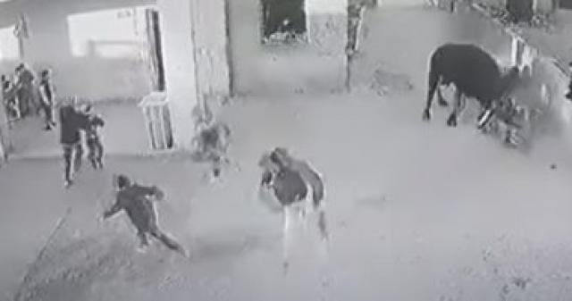 ثور يقتحم مدرسة
