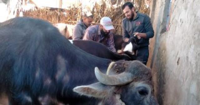 تحصين وحماية الثروة الحيوانية بكفر الشيخ