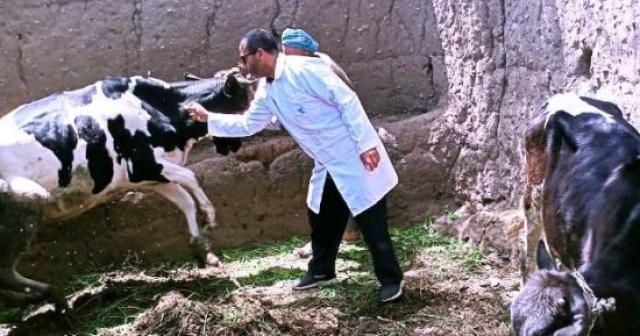 تحصين الأبقار