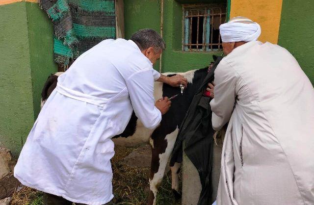 تحصين الماشية 