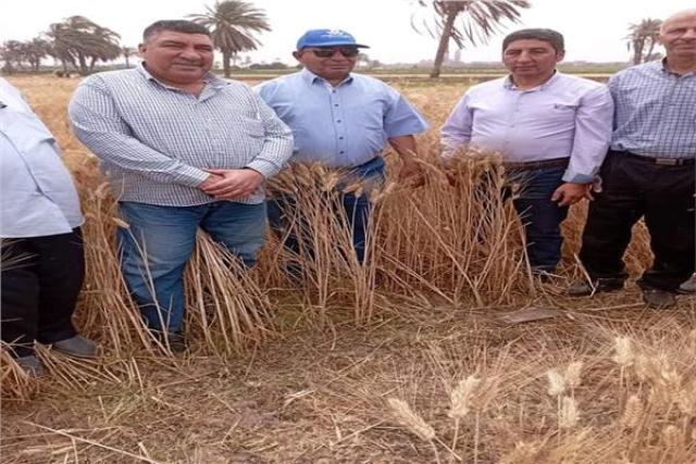 القمح