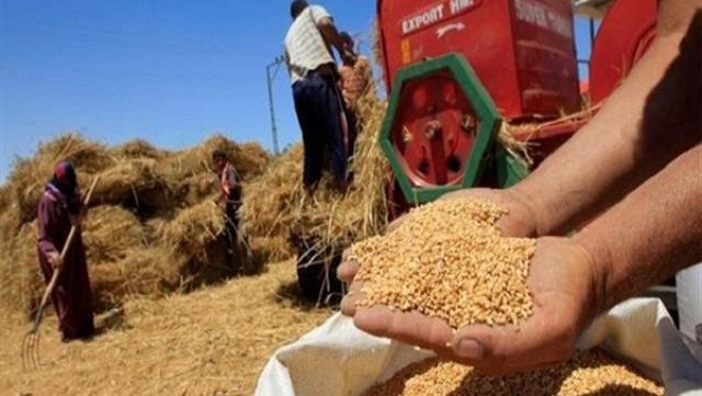 توريد القمح