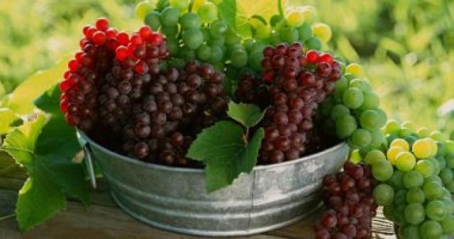 العنب