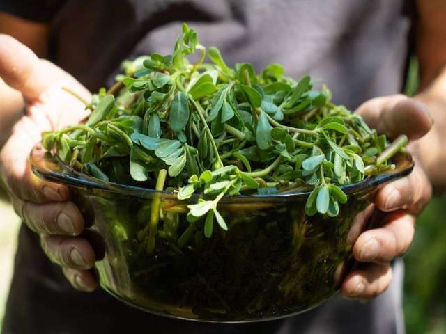 نبات الرجلة