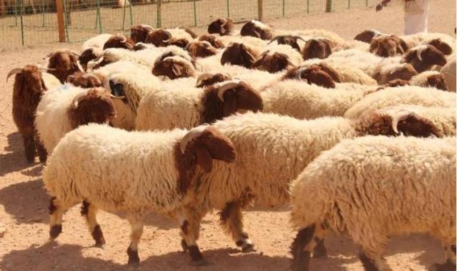 اضاحى العيد