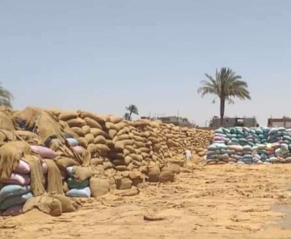 توريد القمح المحلي 