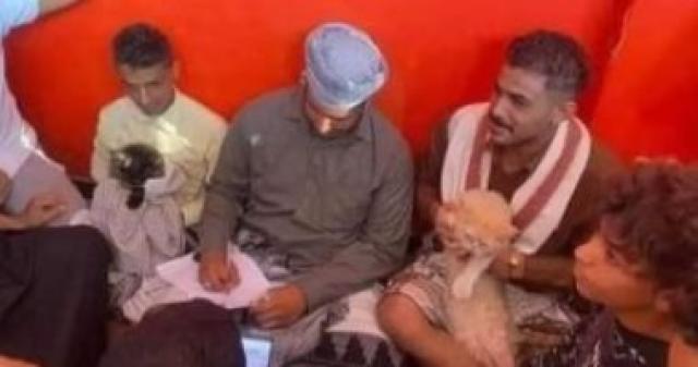 حفل زفاف قط وقطة في اليمن