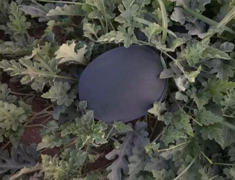 بطيخ أسود.. صورة توضيحية