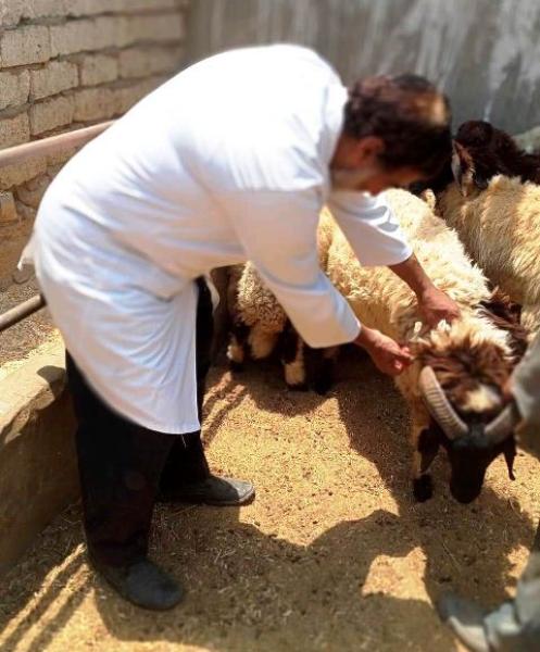 تحصين 5الالف راس ماشية بالشرقية 