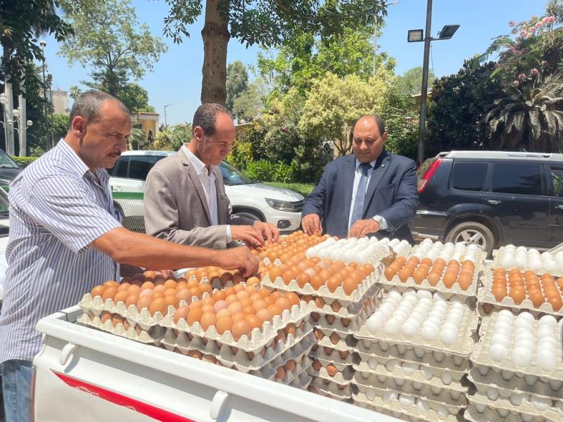 طرح البيض في منافذ الزراعة 