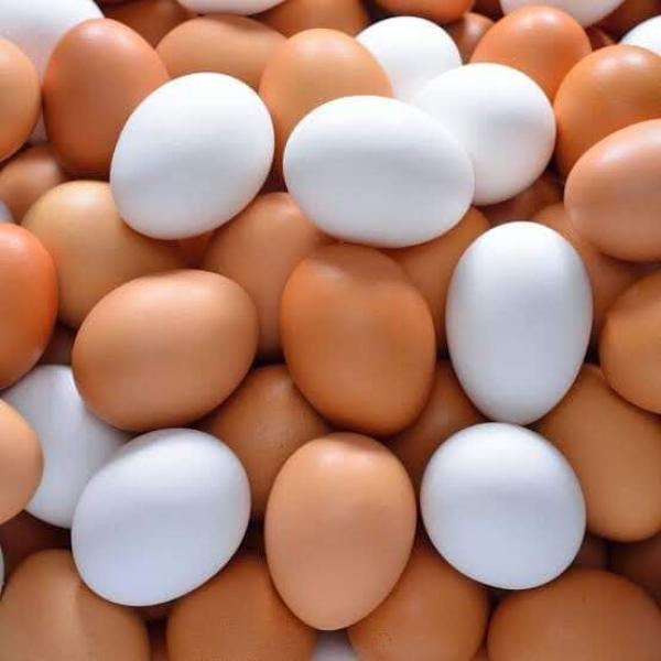 أسعار البيض 