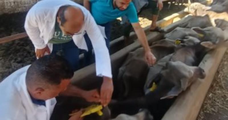 قوافل صندوق التأمين على الماشية