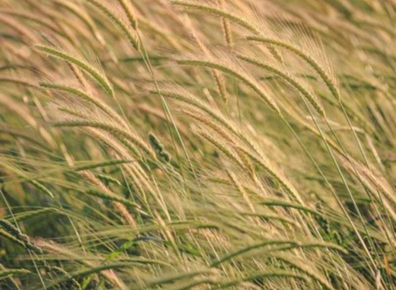 صادرات الحبوب 