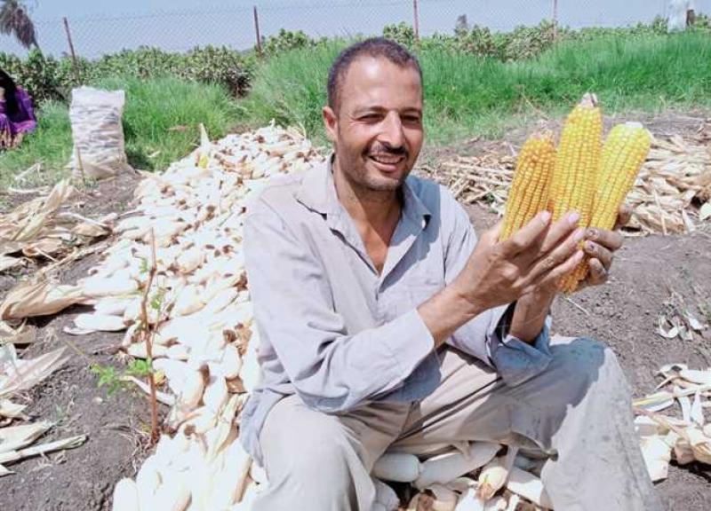  الذرة الشامية  