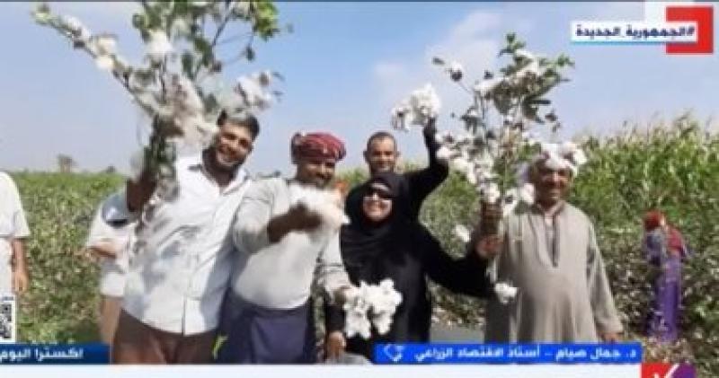  القطن  
