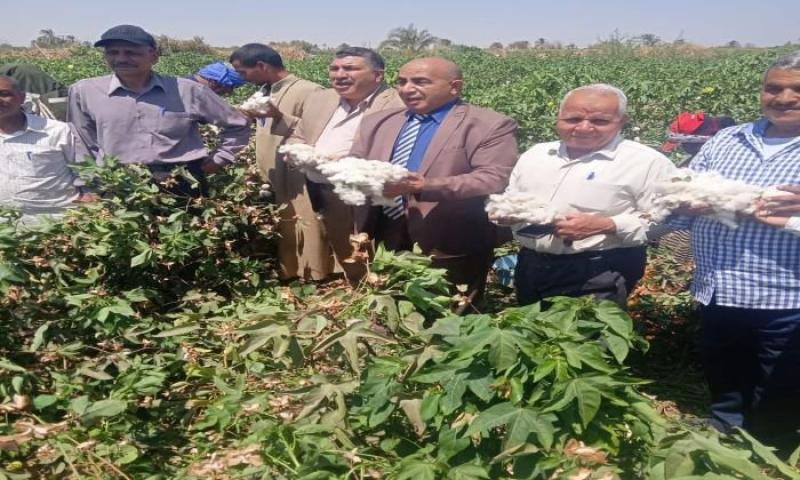 زراعة القطن 