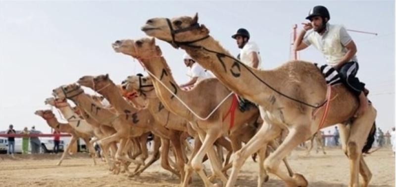 سباق الهجن ارشيفية