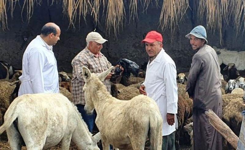 بيطرى الشرقية :تحصين 10 الاف ماشية وتحفيز المربيين على التحصين