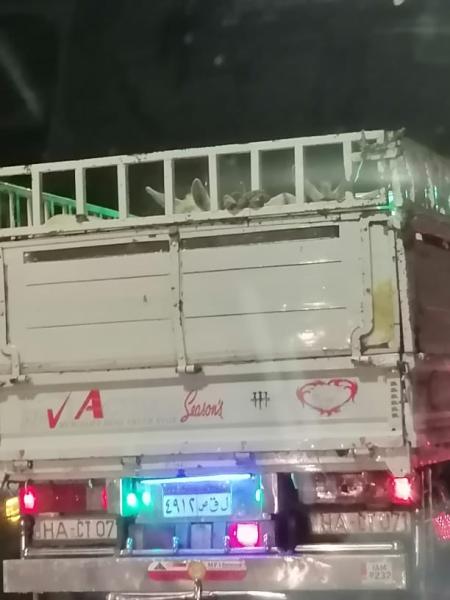 سيارة نقل محملة بعدد كبير من الحمير