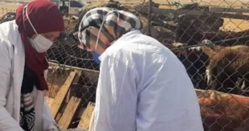 تحصين الأغنام