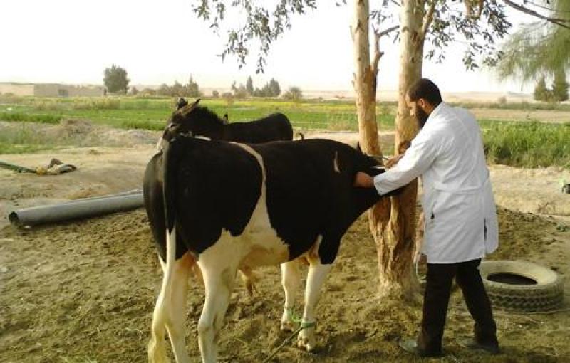 قافلة بيطرية 