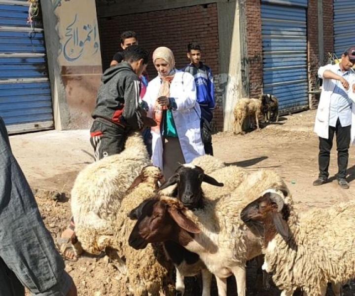 بيطرى الشرقية : قافلة طبية بقرية شنبارة الطنانات مركز ابوحماد 