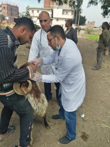 جامعة الزقازيق : قافلة بيطرية لقرية المسلمية مركز الزقازيق بالشرقية