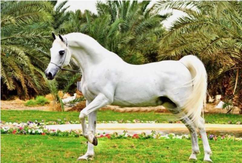 حصان عربى