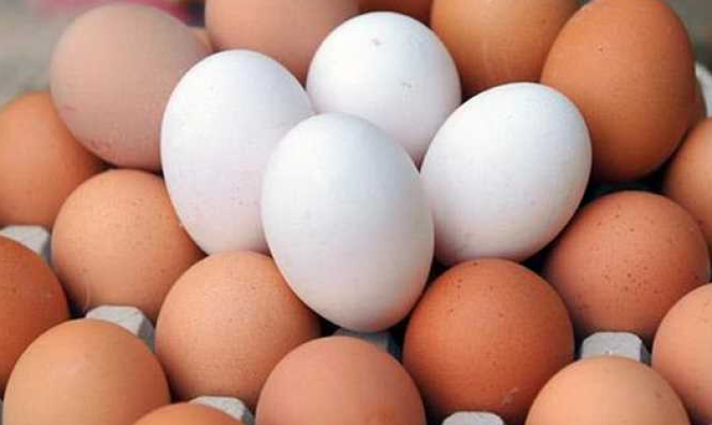 اسعار كرتونة البيض