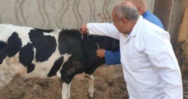ذبح وتحصين ماشية 