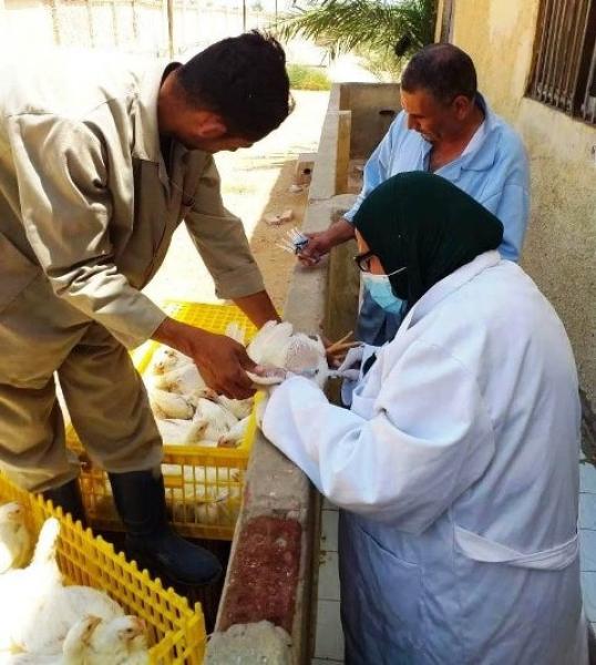 بيطرى الشرقية :تحصين 83الف طائر وعقد3246لقاء ارشادى 