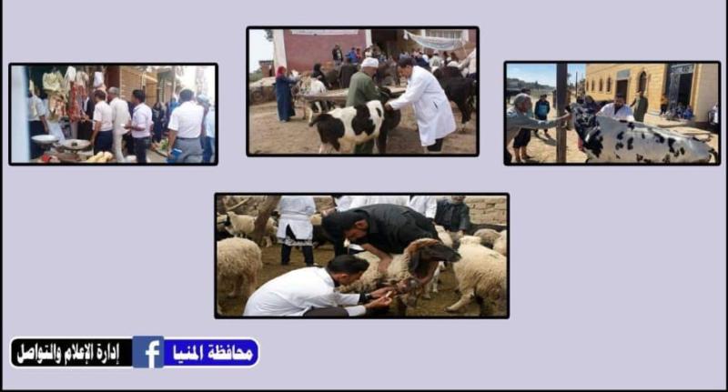 بدء الحملة القومية للتحصين ضد مرض الجلد العقدي وجدري الأغنام بالمنيا 