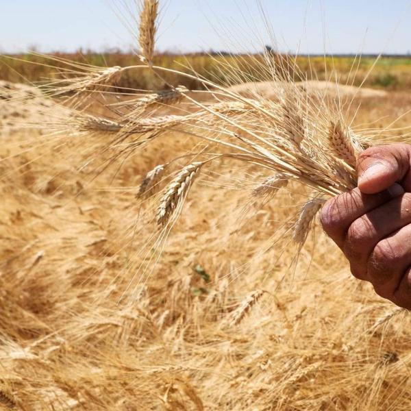أسعار القمح 